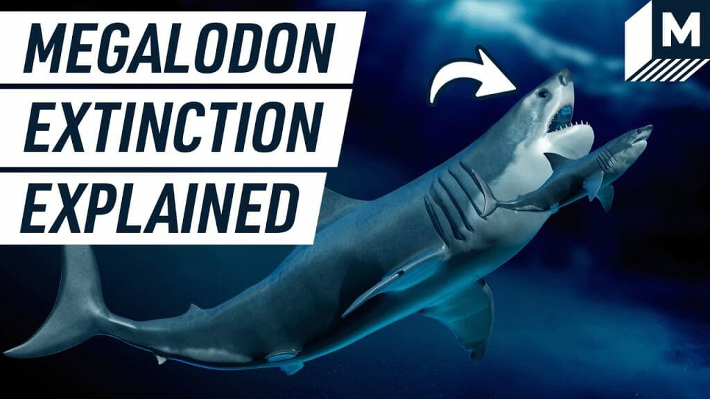 Why did the giant megalodon go extinct tweaks for geeks